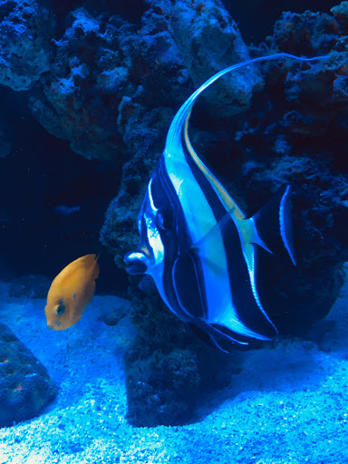 Tropical Fish Store «Pisces Reef Fish Emporium, LLC», reviews and photos, 9326 W Sahara Ave, Las Vegas, NV 89117, USA