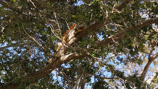 Park «Dottie Mancini Park», reviews and photos, 6520 NE 22nd Ave, Fort Lauderdale, FL 33308, USA