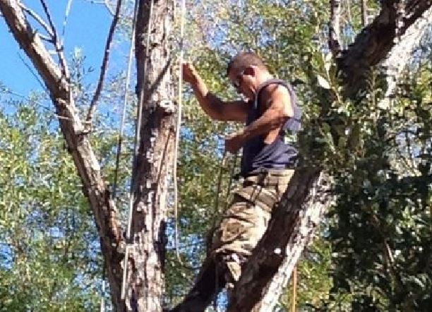 Tarzan Tree Services