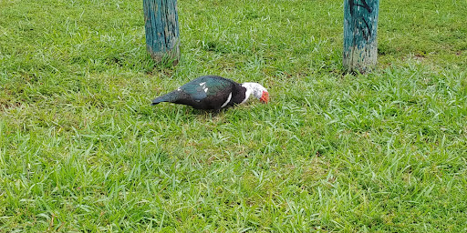 Park «Bicentennial Park», reviews and photos, 7300 Farragut St, Hollywood, FL 33024, USA