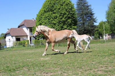 Centre Équestre et Haras du Nebouzan - Lannemezan à Lannemezan