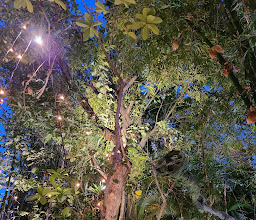 Café des Artistes photo