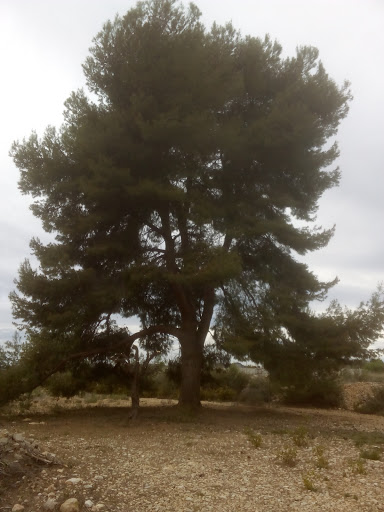 Vivienda Tutelada Viure S L en Pobla De Vallbona ( La )