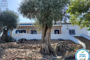 Almojanda 3 olive tree image