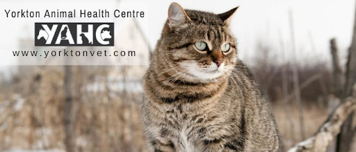 Yorkton Animal Health Centre P.C. Ltd. image