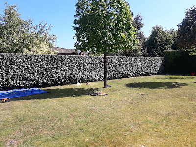 Mike Elagueur paysagiste entretien espaces verts jardinier à Mérignac