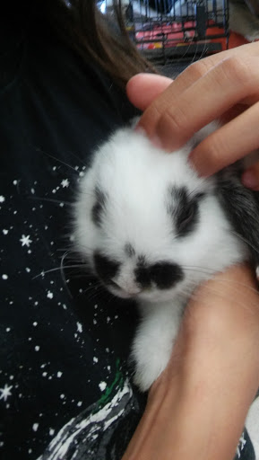 Pet Store «Petland Vineyard - San Antonio», reviews and photos, 1309 North Loop 1604 W #101, San Antonio, TX 78258, USA