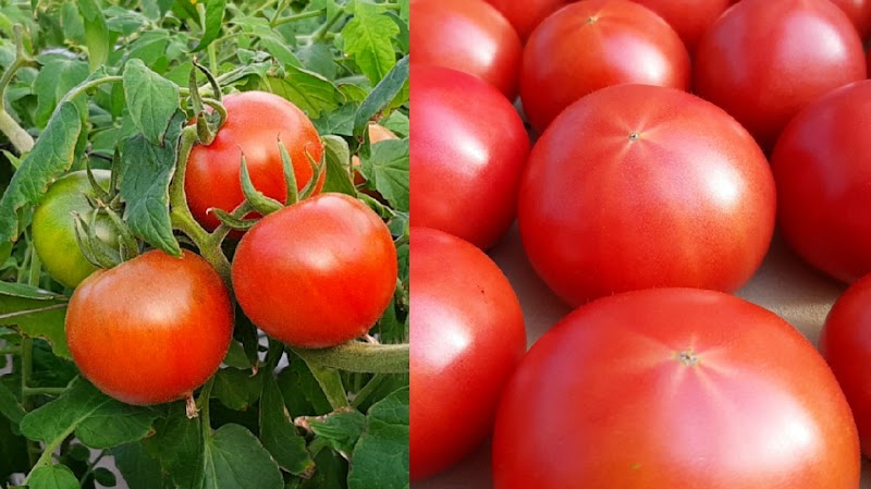トマテ・コロラード Tomate Colorado