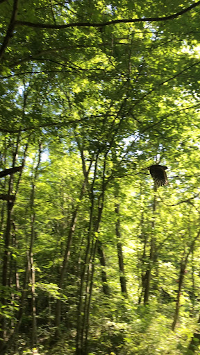 Recreation Center «Go Ape Zip Line & Treetop Adventure - Rock Creek Regional Park», reviews and photos, 6129 Needwood Lake Dr, Rockville, MD 20855, USA