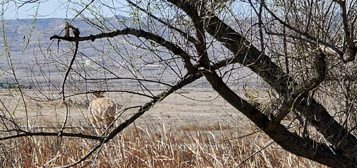 Nature Preserve «Tule Elk Reserve State Natural Reserve», reviews and photos, 8653 Station Rd, Buttonwillow, CA 93206, USA