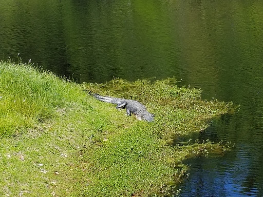Golf Course «Witch Golf Links», reviews and photos, 1900 SC-544, Conway, SC 29526, USA