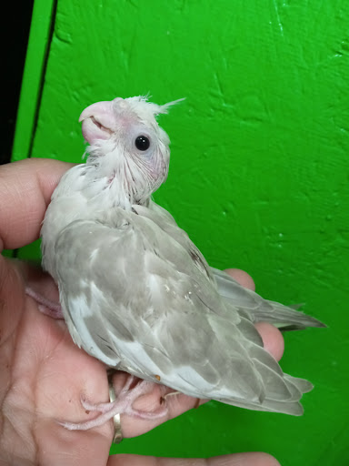 Pet Store «Inez Pet Shop», reviews and photos, 3825 Whittier Blvd, Los Angeles, CA 90023, USA