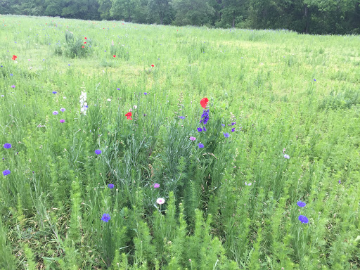 Nature Preserve «Spring Creek Nature Area», reviews and photos, N Plano Rd, Richardson, TX 75082, USA