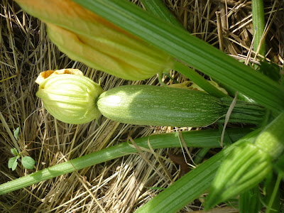 Du Bon dans le Pré à Forléans