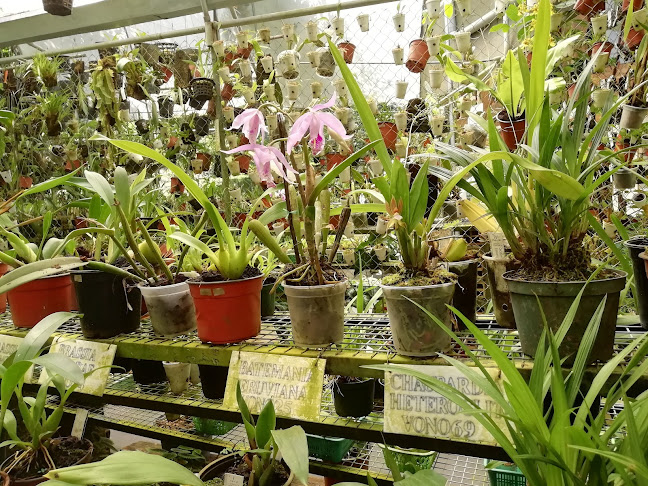 Orquídeas Amazónicas Tarapoto - Tarapoto
