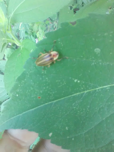 Nature Preserve «Meltzer Woods», reviews and photos, 1522 S 600 E, Shelbyville, IN 46176, USA