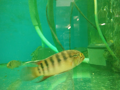 狂热水族馆