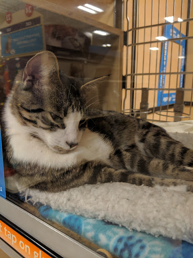 Pet Supply Store «PetSmart», reviews and photos, 47142 Michigan Ave, Canton, MI 48188, USA