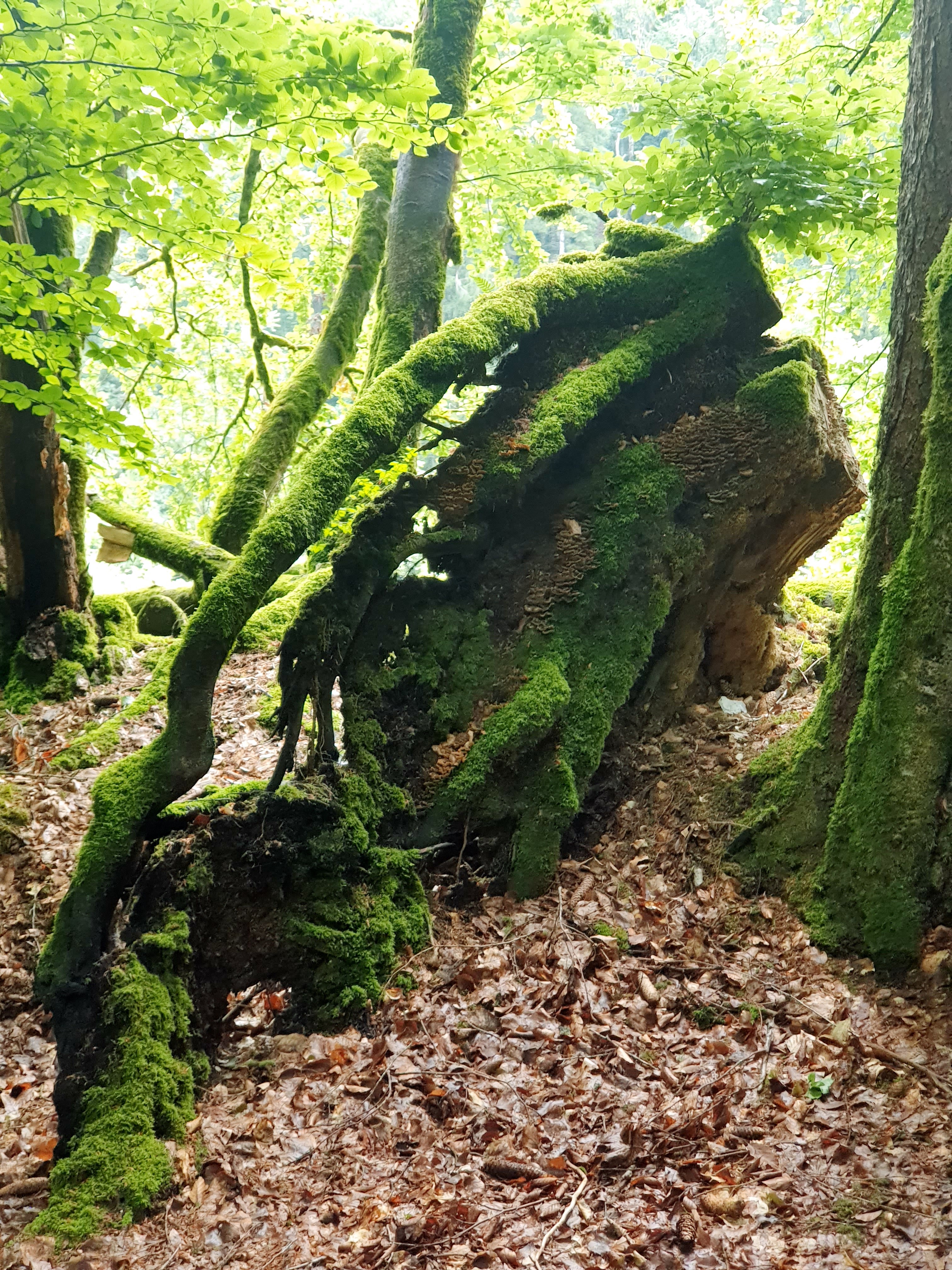 Photo n° 6 de l'avis de Gilles.H fait le 22/07/2020 à 15:28