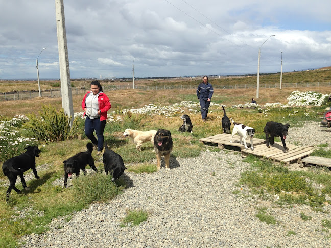 Centro de Rescate Canino Municipal - Punta Arenas
