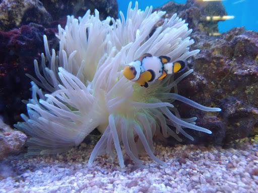 Pet Supply Store «Petco Animal Supplies», reviews and photos, 1111 S Main St #100, Bowling Green, OH 43402, USA