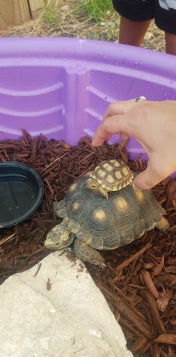 Reptile Store «Reptile Pets Direct», reviews and photos, 8088 Pat Booker Rd, Live Oak, TX 78233, USA