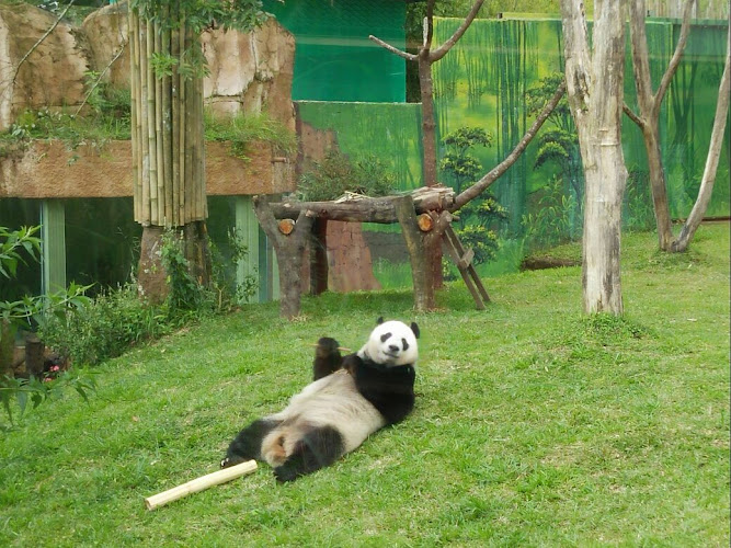 Istana Panda Indonesia Taman Safari Bogor
