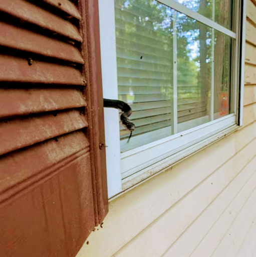 Animal Control Service «Xceptional Wildlife Removal», reviews and photos