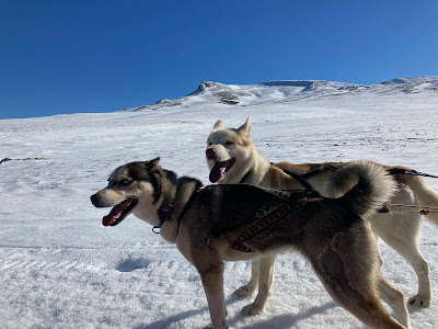 Randogs à Chastreix
