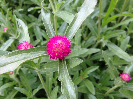 Florist «Take Your Pick Flower Farm», reviews and photos, 138 Brickyard Rd, Lansing, NY 14882, USA