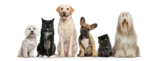 Pensioni per cani e dog hotel a Ambulatorio Veterinario Dott. Lavecchia Maurizio - Arcindo