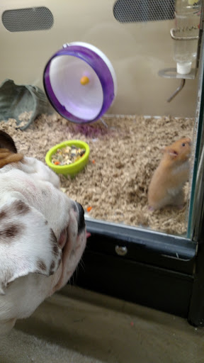 Pet Supply Store «Pet Supplies Plus», reviews and photos, 132 Randall Rd, Lake in the Hills, IL 60156, USA