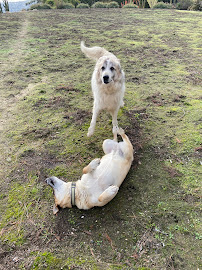 Your Best Friend Pet Services