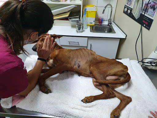 Hospital Veterinario San Antonio en Santa Cruz de Tenerife