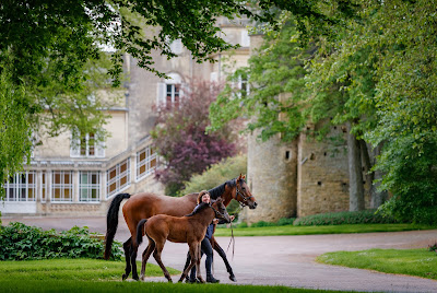 Haras d'Etreham à Mosles