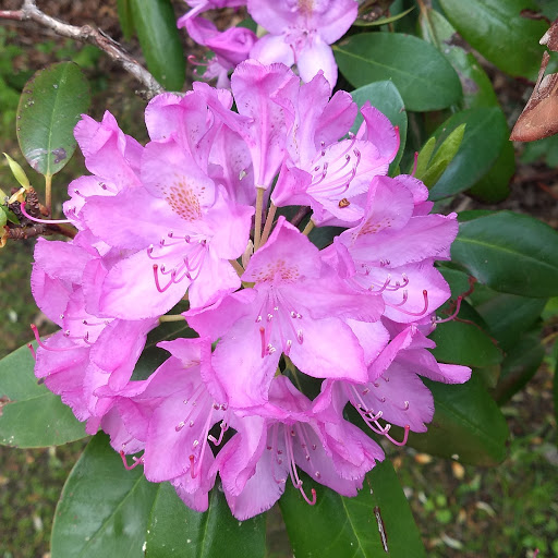 Park «Endicott Park (Town of Danvers)», reviews and photos, 57 Forest St, Danvers, MA 01923, USA