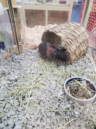 Pet Supply Store «Pet Supermarket», reviews and photos, 5000 Clyde Morris Blvd, Port Orange, FL 32127, USA