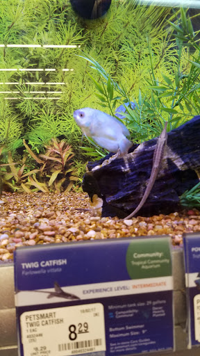 Pet Store «PetSmart», reviews and photos, 3152 Phoenix Center Dr, Washington, MO 63090, USA