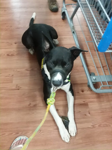 Department Store «Walmart Supercenter», reviews and photos, 1410 N Market St, Sparta, IL 62286, USA