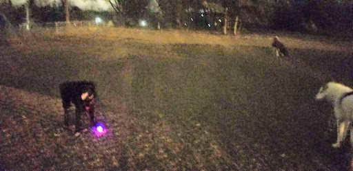 Dog Park «St. Anthony Parkway Off-Lease Dog Park», reviews and photos, 700 St Anthony Pkwy, Minneapolis, MN 55418, USA