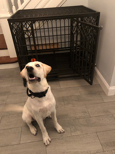 Pet Supply Store «Petco Animal Supplies», reviews and photos, 1209 New Brunswick Ave, Phillipsburg, NJ 08865, USA