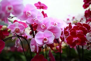 World of Phalaenopsis | Ulu Yam image