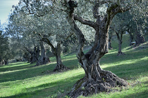 Photo n°6 de Moulin Fortuné Arizzi - Huile d'Olive Pur Terroir de Provence à Les Mées ()