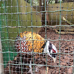 Photo n° 5 de l'avis de Sérgio.a fait le 25/08/2022 à 14:32 pour Zoo de Lourosa à Lourosa