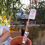 Photo n°2 de l'avis de Stefania.r fait le 11/08/2019 à 07:42 sur le  Provalo Spiedinificio à Isola Sacra