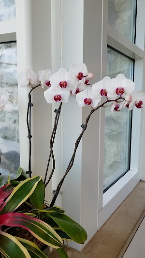 Phipps Conservatory and Botanical Gardens - photo 79