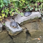 Photo n°1 de l'avis de Francisco.a fait le 15/08/2019 à 18:19 sur le  Corte Contarina à Venice