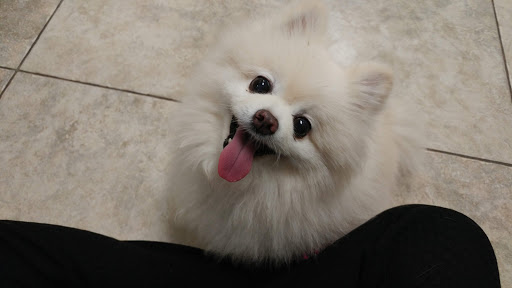 Pet Boarding Service «The Green K9», reviews and photos, 3815 Lake Center Dr, Mt Dora, FL 32757, USA