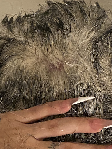 Pet Grooming image