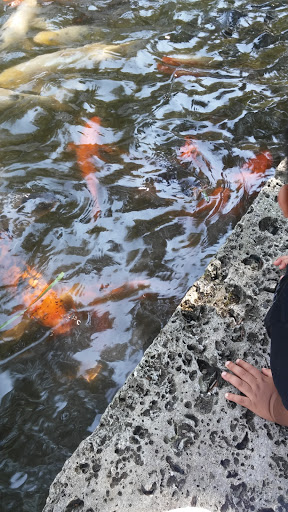 Zoo «Houston Zoo - West Gate», reviews and photos, 1467 Cambridge St, Houston, TX 77030, USA